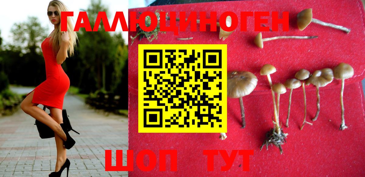 Псилоцибиновые грибы Psilocybe Новодвинск